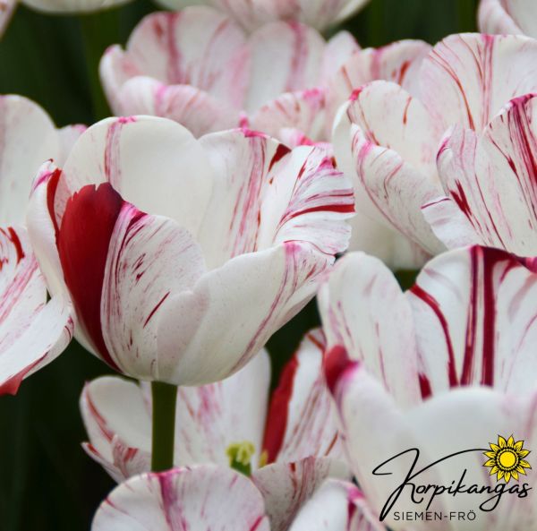 Keskiaikainen tulppaani, Triumph